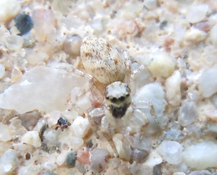 Salticide mimetico: Salticus sp - Barcellona (Spagna)